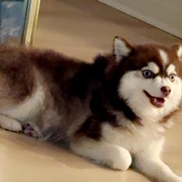 Pomskies from Armando Echevarria