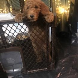 Goldendoodle Puppies from Da Ruba Doodles