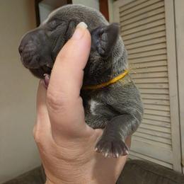 PRINCESS DAISY - Blue female Weimaraner puppy in Ferrum, Virginia from LAAT Weims