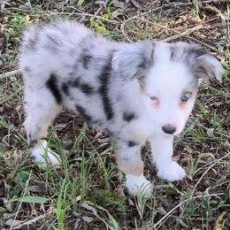 Girl 4 - Miniature Australian Shepherd puppy in Paris, Texas from Kuttin’ Up Mini Aussies