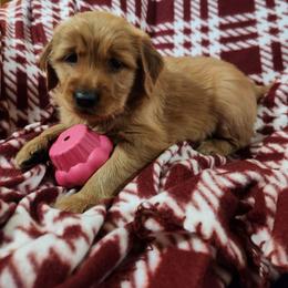 Girl 1 - Dark golden female Golden Retriever puppy in Sagle, Idaho from Little Shadow Retrievers