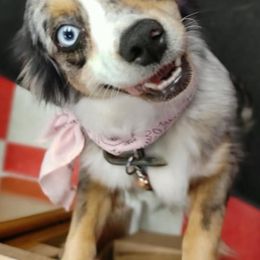 Miniature American Shepherds and Toy Australian Shepherds from Reed Ranch