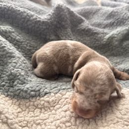 Black boy - Fawn (isabella) and cream male Dachshund puppy in Victorville, California from Wirz’s Weenies