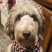 Bernedoodles, Bernese Mountain Dogs, Cavalier King Charles Spaniels, Cavapoos, Double Doodles, Goldendoodles, and Poodles from Good Looking Dogs