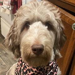 Bernedoodles, Bernese Mountain Dogs, Cavalier King Charles Spaniels, Cavapoos, Double Doodles, Goldendoodles, and Poodles from Good Looking Dogs