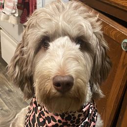 Bernedoodles, Bernese Mountain Dogs, Cavalier King Charles Spaniels, Cavapoos, Double Doodles, Goldendoodles, and Poodles from Good Looking Dogs