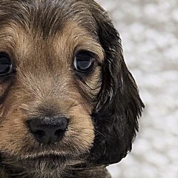 Dachshunds from LoveLee Dachshunds
