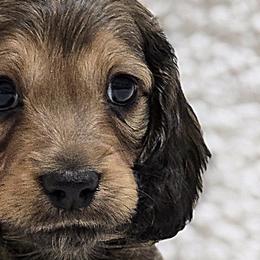 Dachshunds from LoveLee Dachshunds