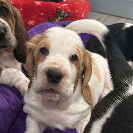 Girl 1 - Basset Hound puppy in Gilbert, Arizona from Redhead Hounds
