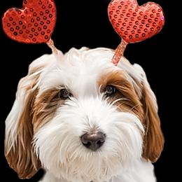 Gingerbelle - Goldendoodle