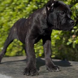 Female 1 - Black brindle female Cane Corso puppy in California from Donato Kennels