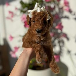 POPPY - Apricot male Goldendoodle puppy in Independence, Oregon from ANKENY DOODLES