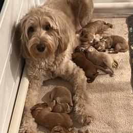 Miss Pink - Red  female Goldendoodle puppy in Monticello, Indiana from Faithfully Yours Doodles