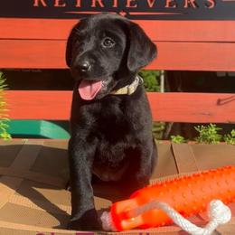 Pink - Black female Labrador Retriever puppy in Monticello, Georgia from Hollow Meadows Retrievers