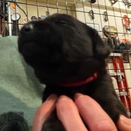 Red collar - Black female Labrador Retriever puppy in Kimbolton, Ohio from Blue Clay Kennels, LLC.