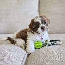 Millie - Liver and white female Shih Tzu puppy in Republic, Missouri from Kolo House Shihtzus