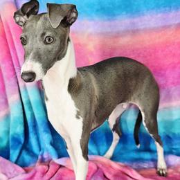 My Go To - White and blue male Italian Greyhound puppy in Cadwell, Georgia from All The DoDa Day Italian Greyhounds