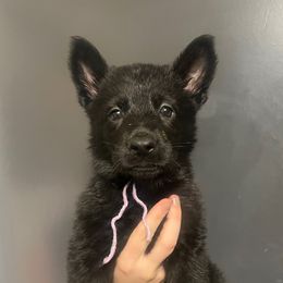 Jam (lavender collar) - Black female German Shepherd puppy in Jerusalem, Arkansas from Sudenblick German Shepherds