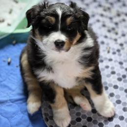 Mila - Black tri female Miniature American Shepherd puppy in Bella Vista, Arkansas from All About Me Miniature American Shepherds