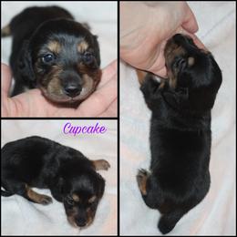 Cupcake - Black and tan female Dachshund puppy in South Webster, Ohio from Griffith’s Gorgeous Dachshunds