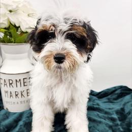 Sage - Tri-color male Bernedoodle puppy in Granton, Wisconsin from Rose River Farms