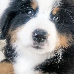 Bernese Mountain Dogs from Sparrowsnestbernese