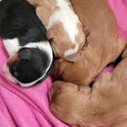 Cavalier King Charles Spaniel puppies from Palmer Cavaliers
