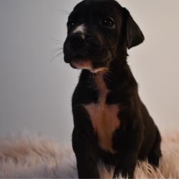 Cinnabon - Mantle female Great Dane puppy in Salem, Oregon from Gigantes de Cervantes