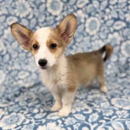 Croissant - Red female Pembroke Welsh Corgi puppy in Columbia, Tennessee from Wiggle B Ranch Corgis