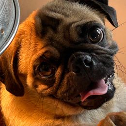 Baka - Pug