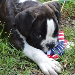Boxer Puppies from Von Haus Piner
