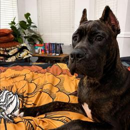 Rhea (Ex: Sunny) - Chestnut brindle female Cane Corso puppy in Houston, Texas from Zenith Cane Corso
