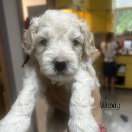 Woody - White male Schnoodle puppy in Sedalia, Missouri from Farmer Brown's Puppies