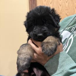 Valentine - Black and tan female German Shepherd puppy in Brighton, Michigan from Szegi Haus K9 Solutions