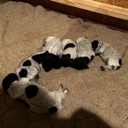 German Shorthaired Pointers from DiMeglio GSP's