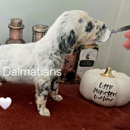 Whisper - White and black female Dalmatian puppy in Janesville, Wisconsin from Legacy Dalmatians