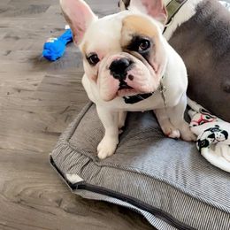 French Bulldog All Grown Up from Love A Bull Frenchies