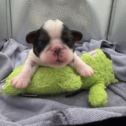 Peggy - Black white and tan female English Toy Spaniel puppy in Pennsylvania from Enchanting Charlies