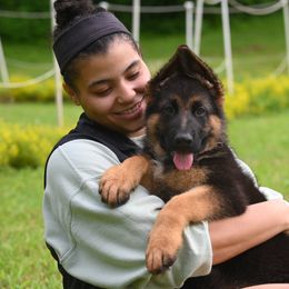 German Shepherd Puppies from Riverline Shepherds