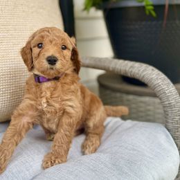 Chicha - Red  female Goldendoodle puppy in Charles Town, West Virginia from Locust Hill Goldendoodles