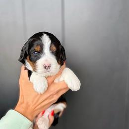 Female - Tri-color female Bernedoodle puppy in Nampa, Idaho from Boise Bernedoodles
