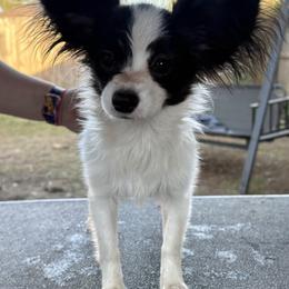 Norwegian Elkhound and Papillon Puppies from Mikanon