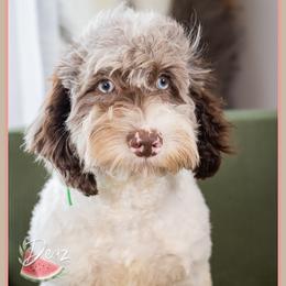 O'Malley - Brown white and tan male Cockapoo puppy in Connersville, Indiana from Deaz Doodle Ranch