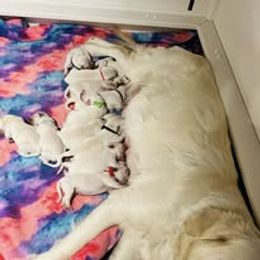 Sixth Pick Male - Light golden male Golden Retriever puppy in Alaska from Birchwood Goldens