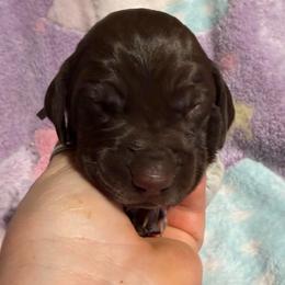 Brown - Liver roan male German Shorthaired Pointer puppy in Jackson, Georgia from Rosengrace Gsps (formerly Tiner GSP’s)