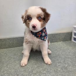 Fenix - Red merle female Australian Shepherd puppy in Oak Ridge, Missouri from Myers Farm Aussies