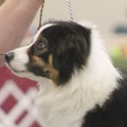 Miniature American Shepherds and Toy Australian Shepherds from MarLoWin Aussies