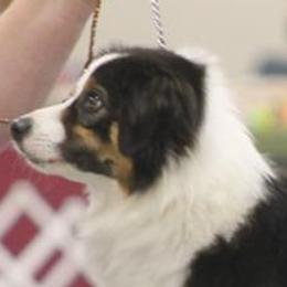 Miniature American Shepherds and Toy Australian Shepherds from MarLoWin Aussies