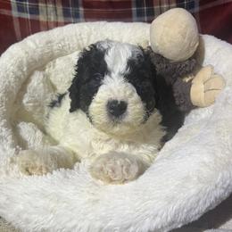 Blizzard - Black and white male Bernedoodle puppy in Springfield, Missouri from Doodle Dandy Bernedoodles & Aussiedoodles