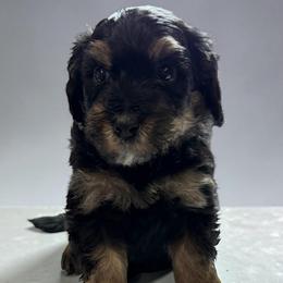 Snickers - Phantom male Bernedoodle puppy in El Campo, Texas from Little Fur Friends Bernedoodles